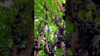 Amazing Fruit  Jabuticaba  Satisfying Harvest youtubeshorts fruitcutting shorts [upl. by Arreic861]