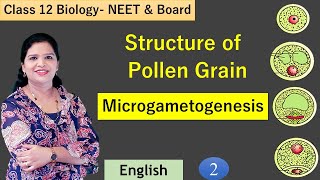 Pollen Grains and Formation of Male Gametophyte NCERT Class 12 [upl. by Suckram]