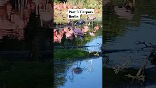 Tierpark Berlin youtubeshorts zoo [upl. by Inaleon]