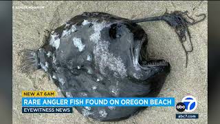 Rare angler fish washes up on Oregon Beach [upl. by Stavro]