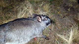 CAZA nocturna de VIZCACHAS y LIEBRE en ARGENTINA con CARABINA [upl. by Malda]