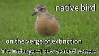 The endangered New Zealand dotterel a very adorable bird that was once on the verge of extinction [upl. by Arlyn]