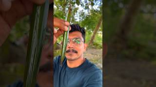 ആദ്യം കിട്ടിയത് പോയി ഇത് എങ്കിലും 😜😜🥵 islandbroz plants mangrove wildlife tree [upl. by Asilahs]