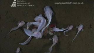 Underwater footage of Hadal Snailfish [upl. by Barbabra]