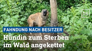 Tierheime alarmieren Immer mehr Hundebesitzer setzen ihre Tiere aus  hessenschau [upl. by Milzie]