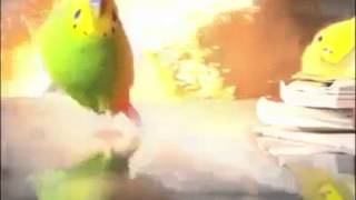 Bird runs for life epic explosions [upl. by Ainadi]