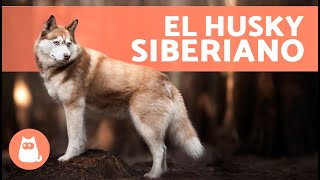 El perro HUSKY SIBERIANO 🐺 Origen Características Carácter y Cuidados [upl. by Enreval]