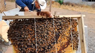 bees herald honey  abejas asesinas  killer bees  not the bees  queen bee reina bees swarm attack [upl. by Dnomyad]