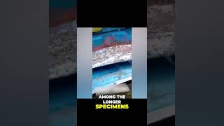 Mysterious Encounter Filming the Rare Oarfish in Aramoana Beach [upl. by Gladine]