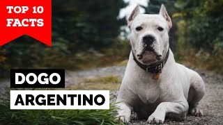 Dogo Argentino vs Pitbull  pitbull wants to untie his leash so he can fight [upl. by Arlon]