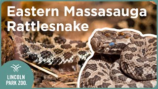 Did you know these 3 Eastern Massasauga rattlesnake fun facts [upl. by Emmi364]