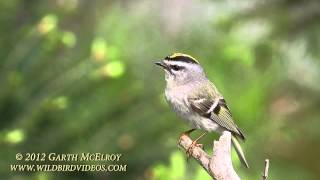 Goldencrowned Kinglet in Maine [upl. by Adohr334]