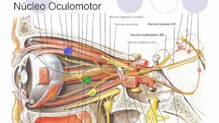 Anatomía Cabeza  Pares Craneales III IV y VI [upl. by Sum801]