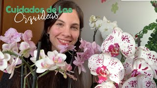 Cómo cuidar una Orquídea Phalaenopsis y cómo conseguir que florezca [upl. by Eido]