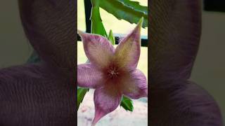 Stapelia grandiflora flower shortvideo garden viral enjoygardeningndnature [upl. by Guss]