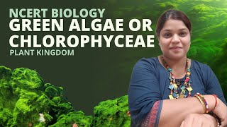 Green algae or Chlorophyceae  Plant Kingdom  Class 11  NEET [upl. by Sirrap612]