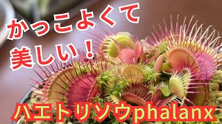 美しくてかっこいい 食虫植物 ハエトリソウ Phalanxの紹介♪ ハエトリグサ [upl. by Nylarad]