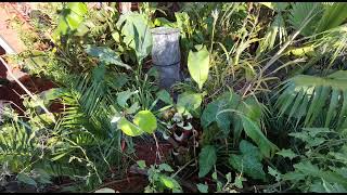 Overwintering Ensete Banana OUTDOORS UK [upl. by Ihc389]