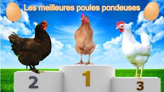 TOP 5 DES MEILLEURES POULES PONDEUSES  LES MEILLEURES RACES DE POULES POUR LÉLEVAGE FAMILIAL [upl. by Celeski680]