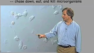 Macrophage video  Ira Mellman Genentech [upl. by Erdnaek]