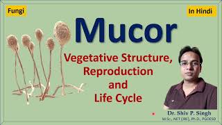 Mucor  Structure  Life cycle [upl. by Tonia]