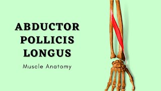 Abductor Pollicis Longus  Muscle Anatomy  Doctor Speaks [upl. by Pride]