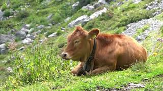 Bannalp  die Wohlfühlalp in der Zentralschweiz [upl. by Neerhtak]