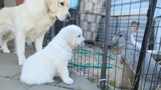 DITL 7 week old golden retriever puppies The Sweets Litter [upl. by Belia165]