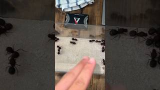 Making a leaf cutter ant farm [upl. by Sane]