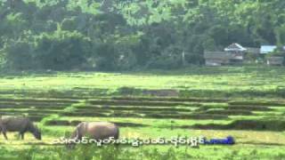 Shan  Tai song  Sai Moos song ฤดูทำนา [upl. by Slaohcin]