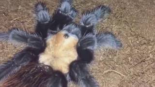 Sub Adult Female Brachypelma Albiceps Mexican Golden Red Rump Feeding [upl. by Hieronymus]