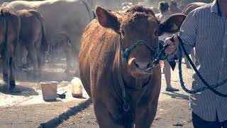 Highlights from the Great Yorkshire Show 2022 [upl. by Sokim]