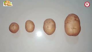 Potato Pre sowing guide [upl. by Ainolopa831]