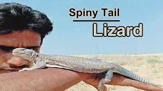 Spinytailed lizard Az Information Uromastyx Hindi [upl. by Belva]