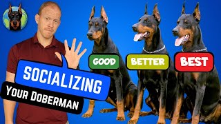 Build a Better Doberman 5 Best Socialization Tips [upl. by Grimes]