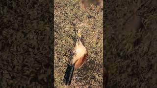 Burchells Coucal attacks a chameleon [upl. by Aloysius]