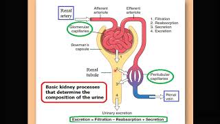 3 Urine Formation Filtration [upl. by Duquette515]