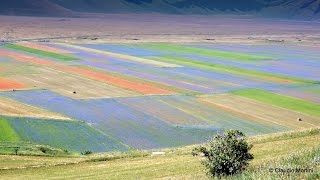 CASTELLUCCIO DI NORCIA La FIORITURA  Flower fields  Reportage  Full HD [upl. by Wang]