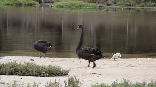 swan family [upl. by Kassandra]