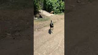 Listen to Dog Barking Sounds That Tilt a Dogs Head dogs pets poorpuppy [upl. by Ahtnahc855]