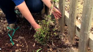 Planting a Clematis [upl. by Nyroc623]