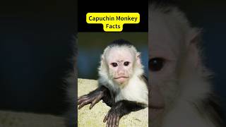 Capuchin Monkey Fun Facts shorts monkey animals [upl. by Bonine]