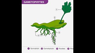 What is Gametophyte [upl. by Bertina746]