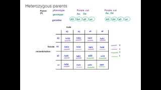 Divs vs Spans [upl. by Mckenna]