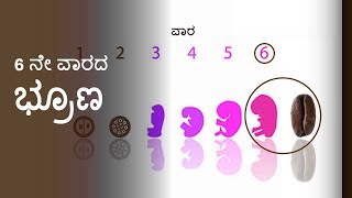 Pregnancy Week by Week  Kannada  Week 6 [upl. by Kendrah]