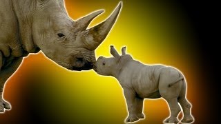 Cute Baby Rhino  Earth Unplugged [upl. by Goldberg]