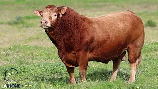 Limousin bull [upl. by Nitnert]