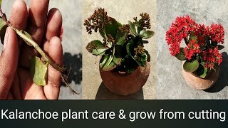 Kalanchoe plant care amp grow from cuttingPropagation of kalanchoe plant [upl. by Inkster]