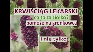 Krwiściąg lekarski pomoże przy gronkowcu [upl. by Fanechka719]