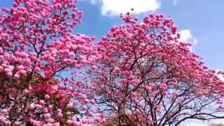 O ipê rosa Tabebuia heptaphylla é uma árvore brasileira [upl. by Reiniar532]